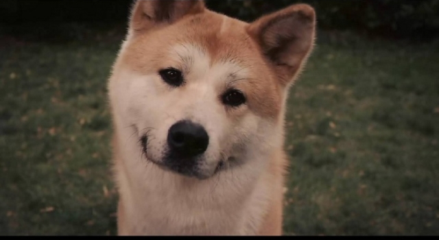 《忠犬八公的故事》经典台词 晚安小八