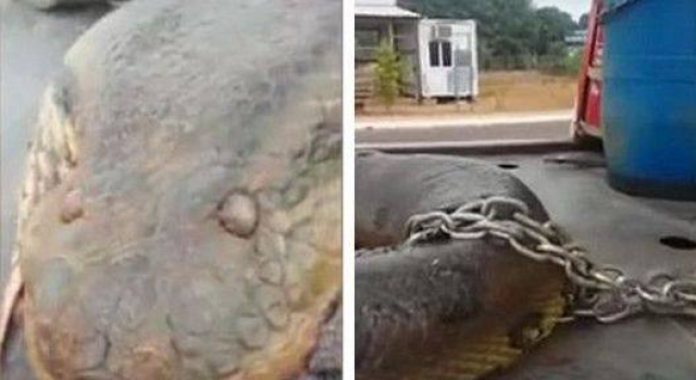 这个世界竟然这么奇怪的东西？！