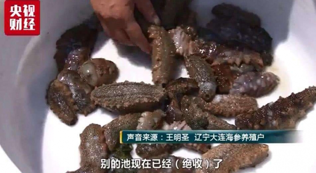 不能承受之热！大连海参被热死 损失68.7亿元