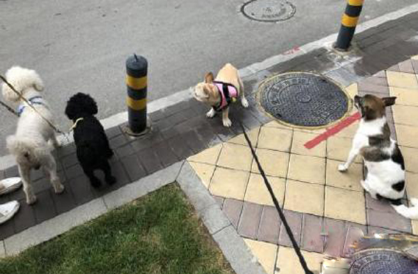 毒狗药异烟肼：异烟肼毒狗事件倒逼养犬文明进步？