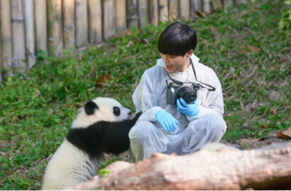 李宇春出任大熊猫全球推广大使 呼吁大家关爱大熊猫