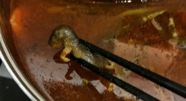 食客称在呷哺呷哺吃出老鼠 店家:尚未证实 正在调查