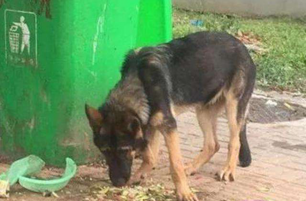 警犬被盗案 夫妇二人好心救助怎么成了偷盗国家财产