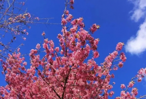 Ƽ ȥɽӣ