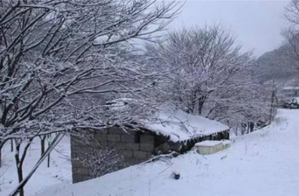 大雪封山救我狗命怎么回事？一面锦旗因为上面的字火了