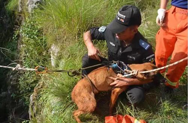 民警求助119救警犬 警犬怎么了？消防员和警犬还好吗？