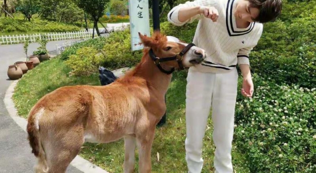 陈学冬情商不要太高 夸baby得红包 还会协调关系