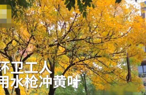 环卫工用高压水枪打黄叶 领导要求没树叶 网友：自己扫
