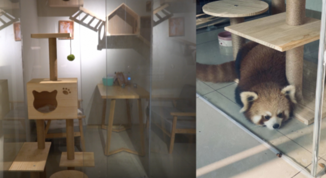 重庆养小熊猫咖啡馆涉嫌违规展示 法律底线不能碰触