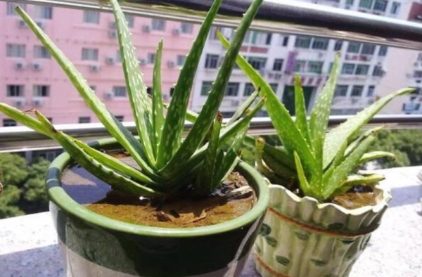 新鲜芦荟汁擦脸的功效 皮肤的变化真大 让人羡慕