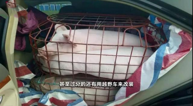 炒猪团一辆面包车里塞24头猪 网友：能不能好好吃顿肉