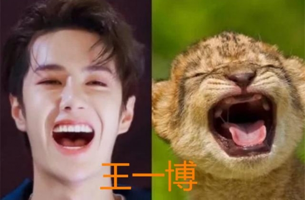 当明星撞脸动物，张若昀搞笑，看到王一博杨洋，粉丝：被萌化了