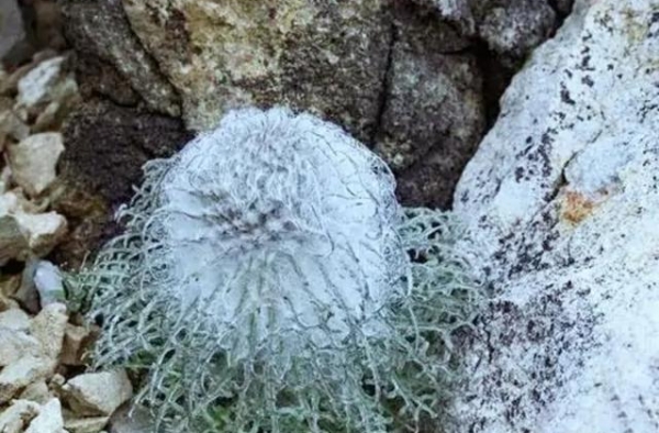 刘宇宁事件，感觉是节目组无知，但实际上是濒危物种普及性不够