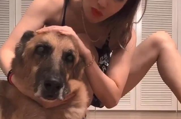 Lucky走了！许志安抱亡犬遗体入箱 郑秀文千字文悼“爱子”