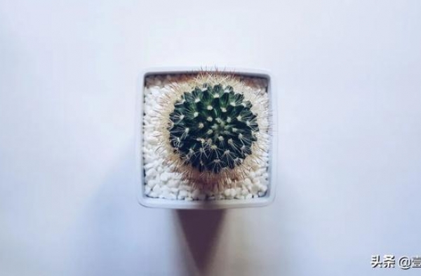 高敏感的人，如何过好这一生？