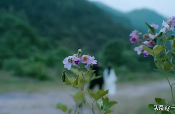 《陈情令》中的蔷薇花，你注意到了吗？