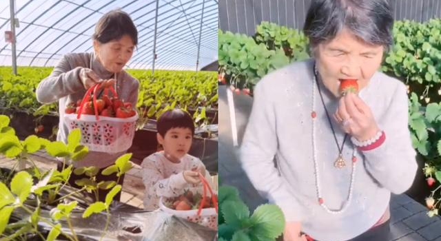 黄圣依二儿子摘草莓，土豪奶奶不洗就吃，和外婆同框气质差距大