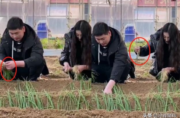 大衣哥儿子儿媳禁止带货后，回家种葱手法生疏，被网友质疑在作秀