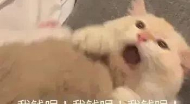 关晓彤再爆体态问题？假胯宽？